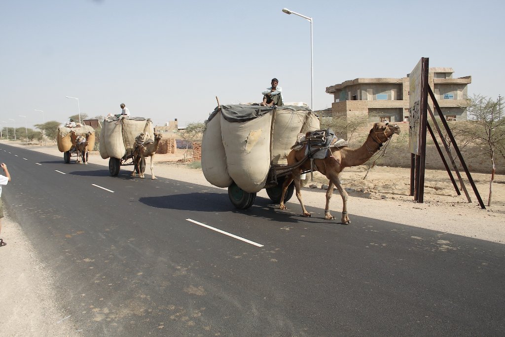 08-Camel transport.jpg - Camel transport